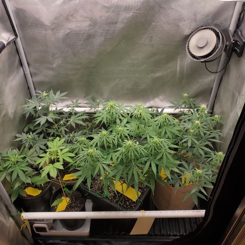 Purple Punch Auto - PP - Seedsman  growlog timeline photo
