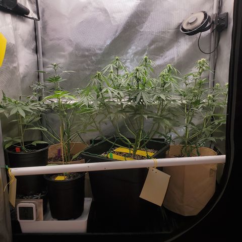 Purple Punch Auto - PP - Seedsman  growlog timeline photo