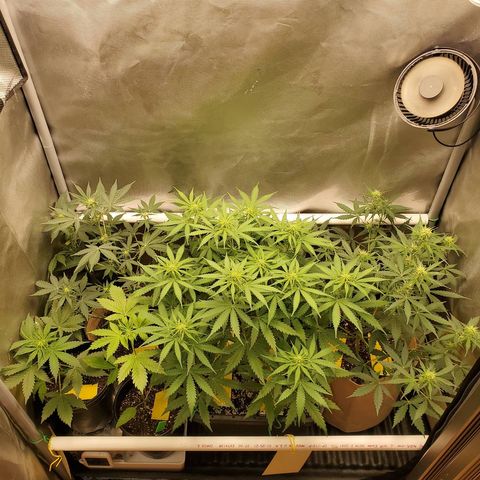 Purple Punch Auto - PP - Seedsman  growlog timeline photo