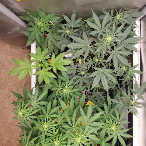 Purple Punch Auto - PP - Seedsman  growlog timeline photo