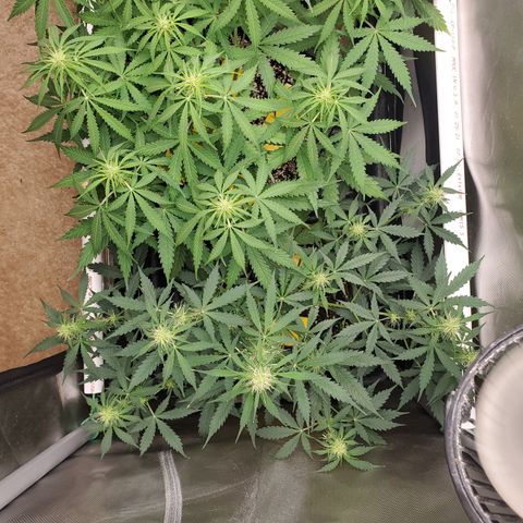 Gelat OG Auto - PP - Seedsman growlog timeline photo