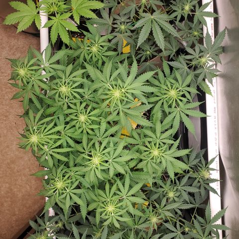 Gelat OG Auto - PP - Seedsman growlog timeline photo