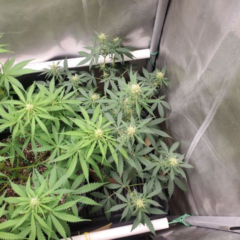 Gelat OG Auto - PP - Seedsman growlog timeline photo