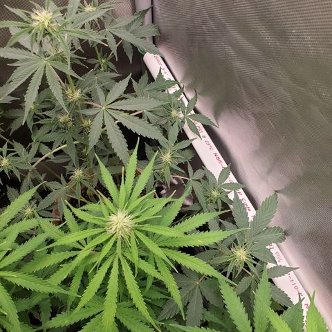 Purple Punch Auto - PP - Seedsman  growlog timeline photo
