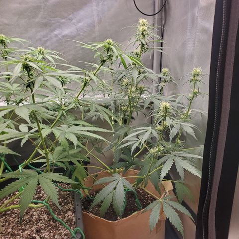 Gelat OG Auto - PP - Seedsman growlog timeline photo