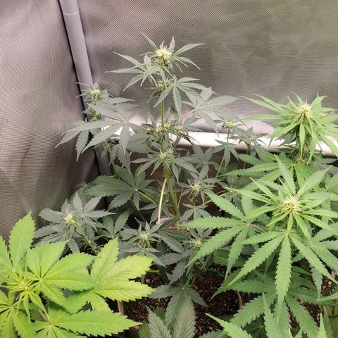 Purple Punch Auto - PP - Seedsman  growlog timeline photo