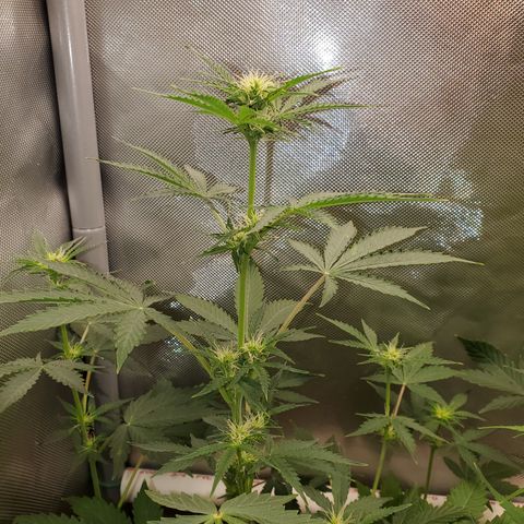 Purple Punch Auto - PP - Seedsman  growlog timeline photo