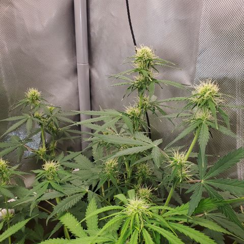 Purple Punch Auto - PP - Seedsman  growlog timeline photo