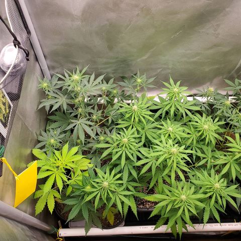 Purple Punch Auto - PP - Seedsman  growlog timeline photo