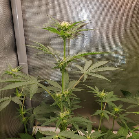 Purple Punch Auto - PP - Seedsman  growlog timeline photo