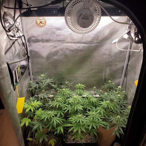Gelat OG Auto - PP - Seedsman growlog timeline photo