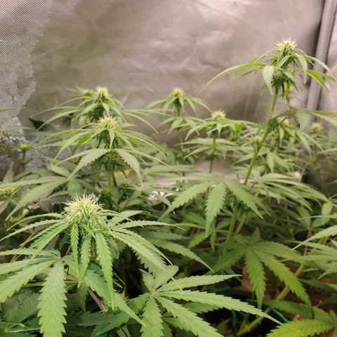 Gelat OG Auto - PP - Seedsman growlog timeline photo