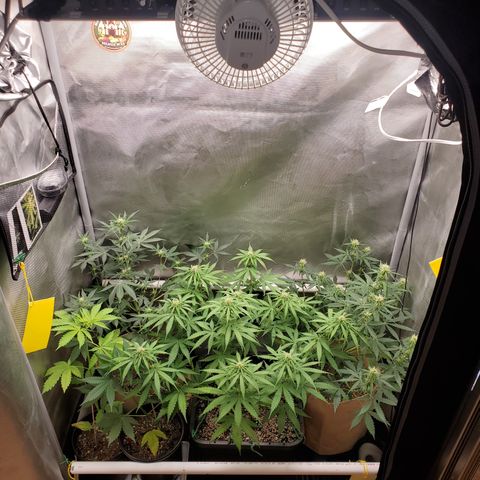 Gelat OG Auto - PP - Seedsman growlog timeline photo