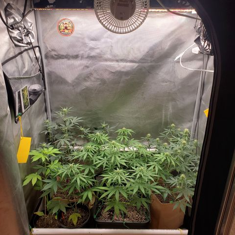 Gelat OG Auto - PP - Seedsman growlog timeline photo