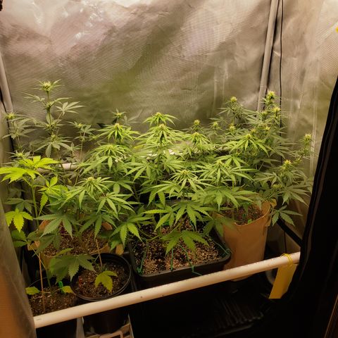 Gelat OG Auto - PP - Seedsman growlog timeline photo