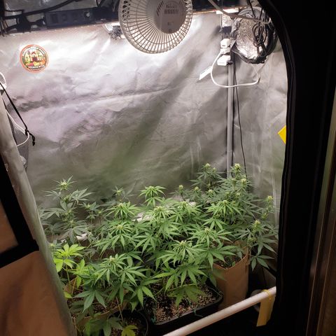 Gelat OG Auto - PP - Seedsman growlog timeline photo