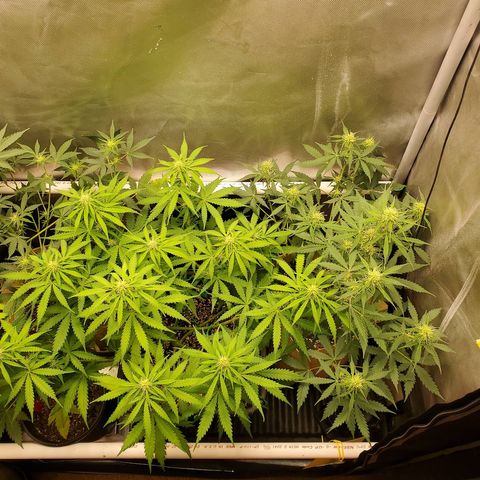Gelat OG Auto - PP - Seedsman growlog timeline photo