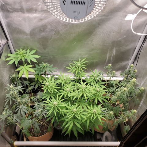 Purple Punch Auto - PP - Seedsman  growlog timeline photo