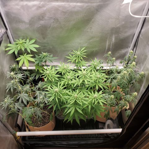 Purple Punch Auto - PP - Seedsman  growlog timeline photo
