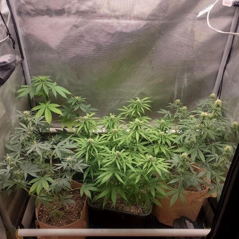 Purple Punch Auto - PP - Seedsman  growlog timeline photo