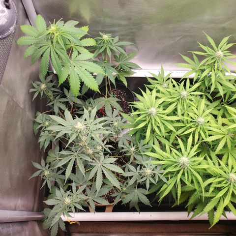 Purple Punch Auto - PP - Seedsman  growlog timeline photo
