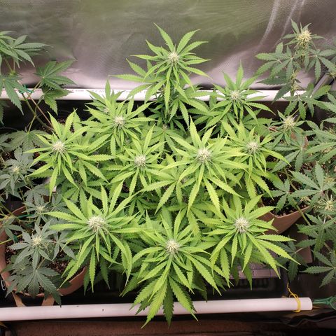 Gelat OG Auto - PP - Seedsman growlog timeline photo