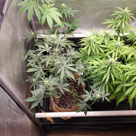Purple Punch Auto - PP - Seedsman  growlog timeline photo