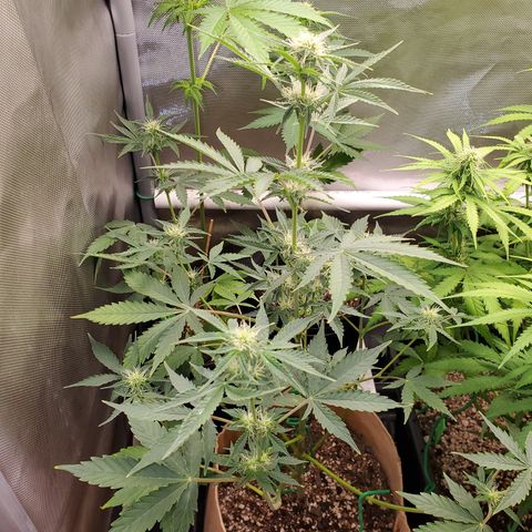 Purple Punch Auto - PP - Seedsman  growlog timeline photo