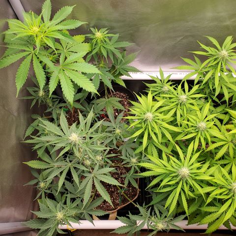 Purple Punch Auto - PP - Seedsman  growlog timeline photo