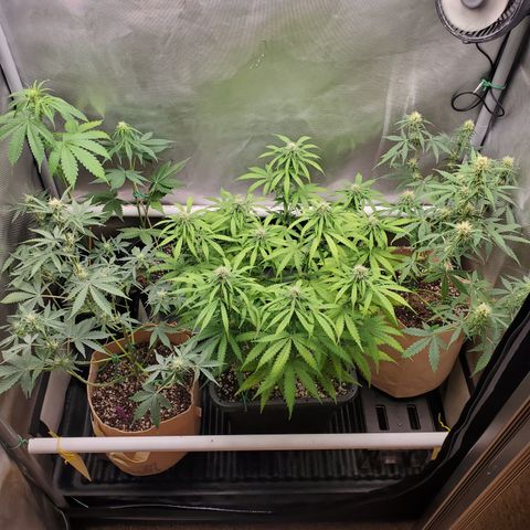 Gelat OG Auto - PP - Seedsman growlog timeline photo