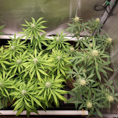 Gelat OG Auto - PP - Seedsman growlog timeline photo