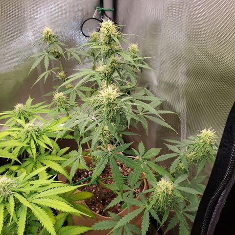 Gelat OG Auto - PP - Seedsman growlog timeline photo