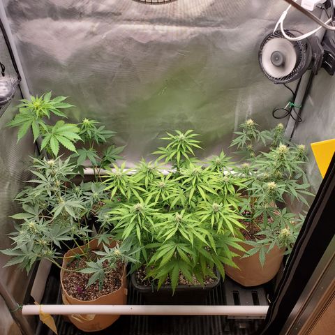 Gelat OG Auto - PP - Seedsman growlog timeline photo