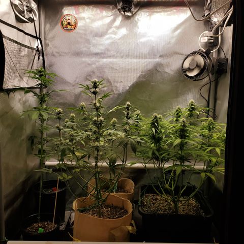 Gelat OG Auto - PP - Seedsman growlog timeline photo
