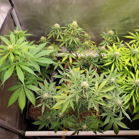 Gelat OG Auto - PP - Seedsman growlog timeline photo
