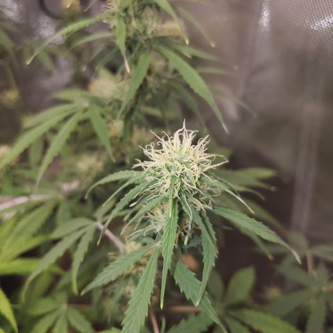 Gelat OG Auto - PP - Seedsman growlog timeline photo