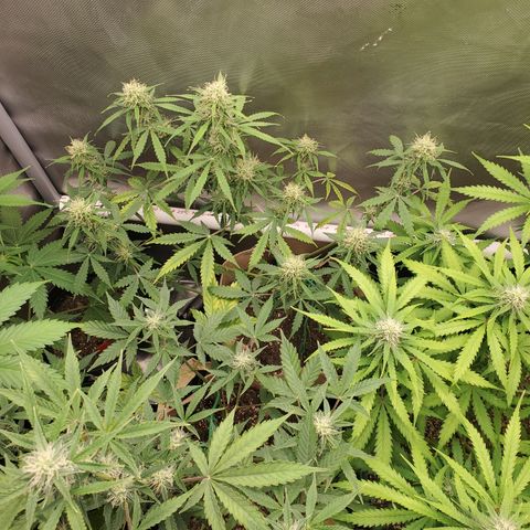 Gelat OG Auto - PP - Seedsman growlog timeline photo