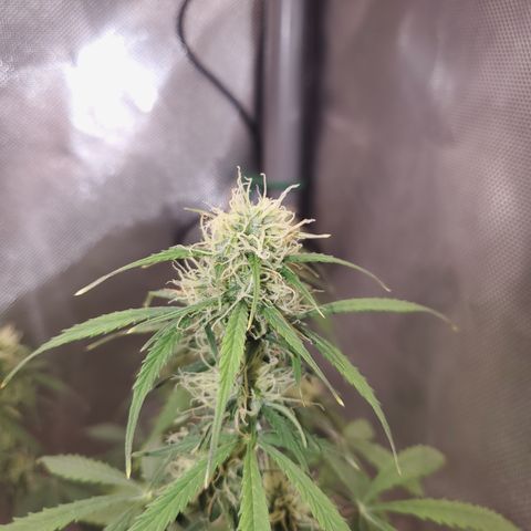Gelat OG Auto - PP - Seedsman growlog timeline photo