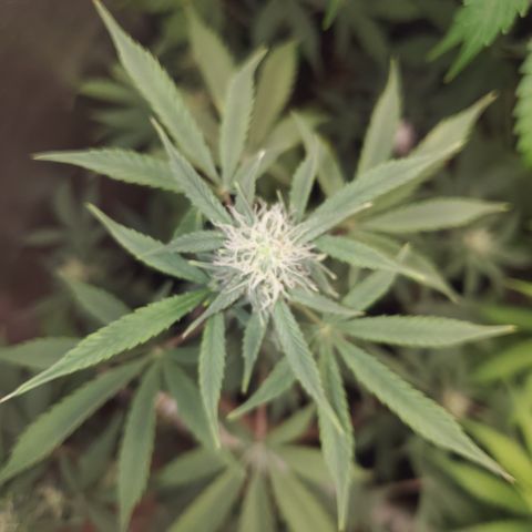 Purple Punch Auto - PP - Seedsman  growlog timeline photo