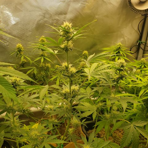 Purple Punch Auto - PP - Seedsman  growlog timeline photo