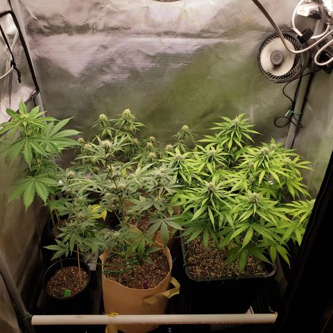 Gelat OG Auto - PP - Seedsman growlog timeline photo