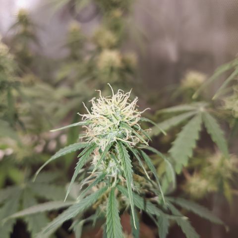 Gelat OG Auto - PP - Seedsman growlog timeline photo
