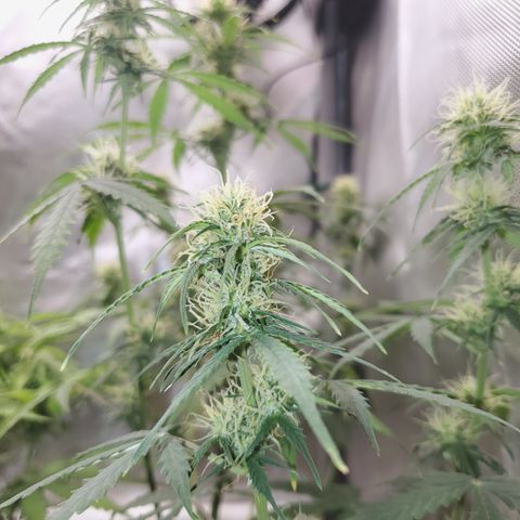 Gelat OG Auto - PP - Seedsman growlog timeline photo