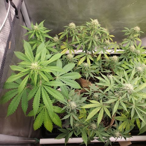 Purple Punch Auto - PP - Seedsman  growlog timeline photo