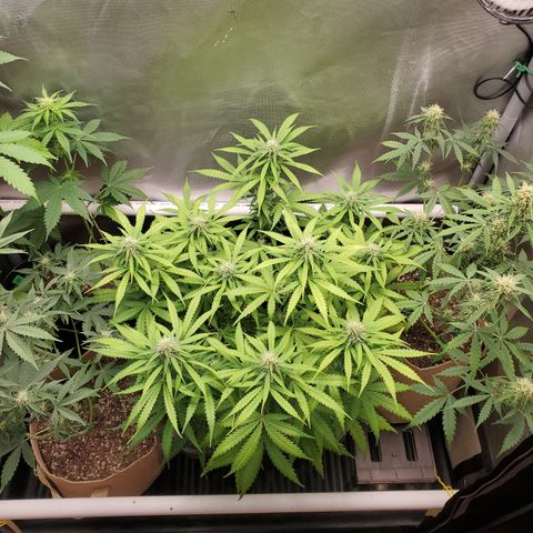 Purple Punch Auto - PP - Seedsman  growlog timeline photo