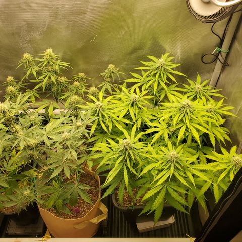 Purple Punch Auto - PP - Seedsman  growlog timeline photo