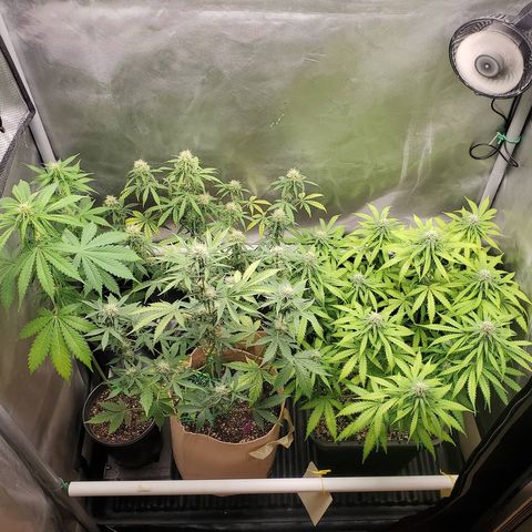 Purple Punch Auto - PP - Seedsman  growlog timeline photo