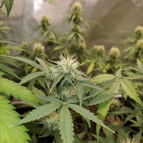 Purple Punch Auto - PP - Seedsman  growlog timeline photo
