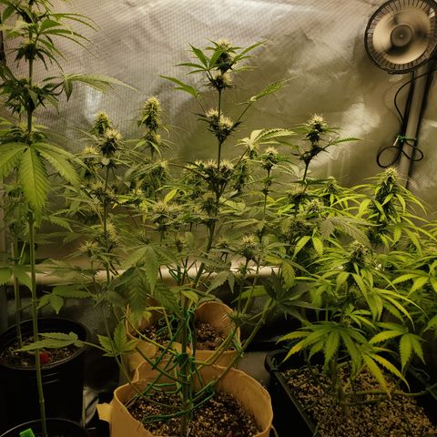 Purple Punch Auto - PP - Seedsman  growlog timeline photo