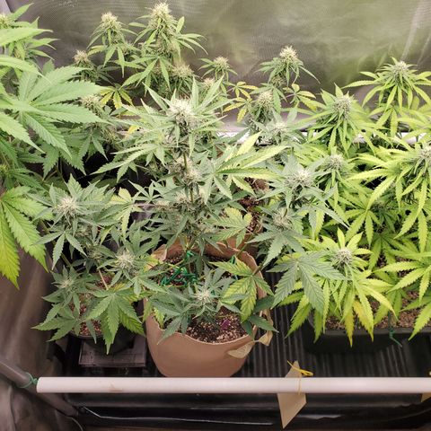 Purple Punch Auto - PP - Seedsman  growlog timeline photo